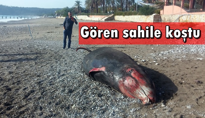 5 metrelik balina kıyıya vurdu