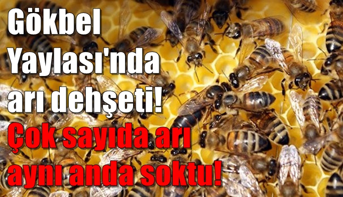 SON DAKİKA! Gökbel Yaylası'nda arı dehşeti