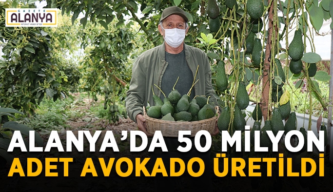 Alanya’da 50 milyon adet avokado üretildi
