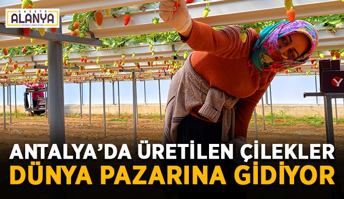 Antalya’da üretilen çilekler dünya pazarına gidiyor
