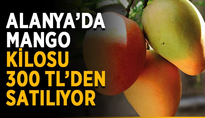Alanya’da mango kilosu 300 TL’den satılıyor