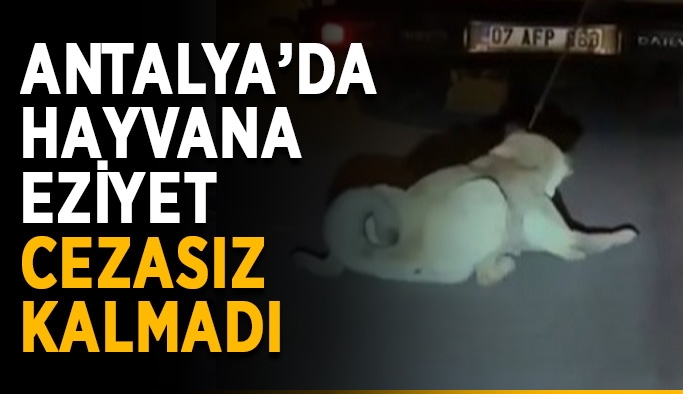 Antalya’da hayvana eziyet cezasız kalmadı