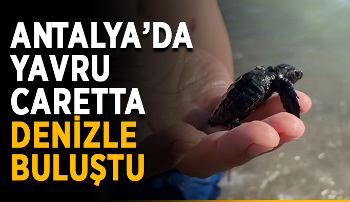 Antalya’da yavru caretta denizle buluştu