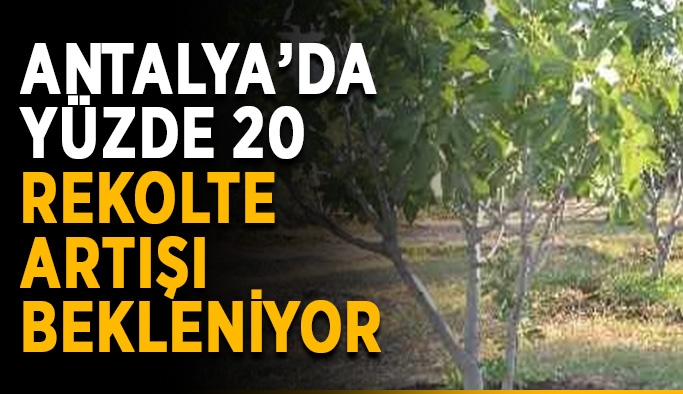 Antalya’da yüzde 20 rekolte artışı bekleniyor