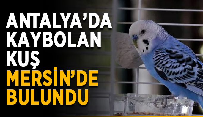 Antalya’da kaybolan kuş Mersin’de bulundu