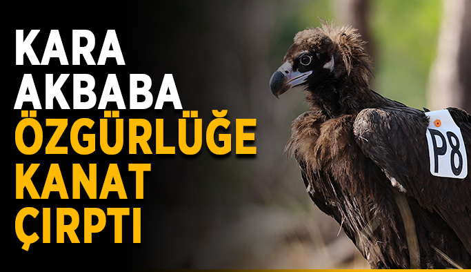 Kara Akbaba özgürlüğe kanat çırptı